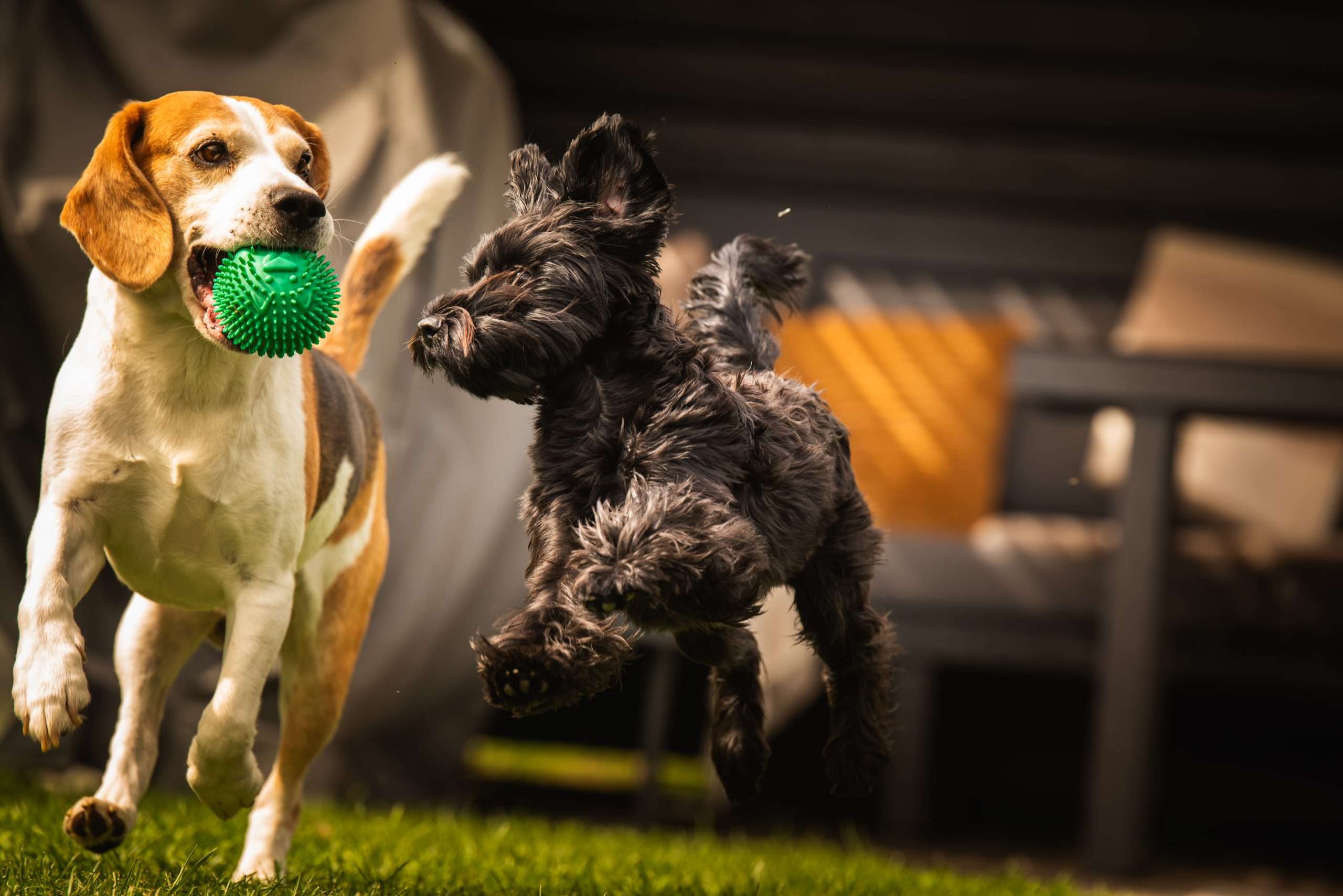 Beteendeproblem hund Skara